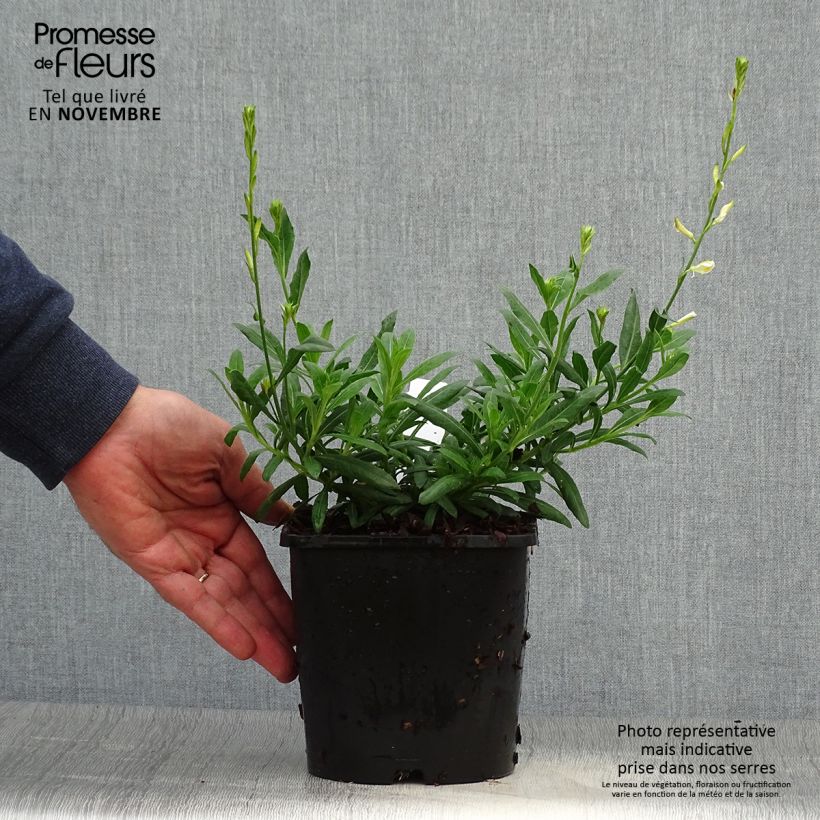 Gaura lindheimeri Snowbird 2L/3L pot sample as delivered in autumn