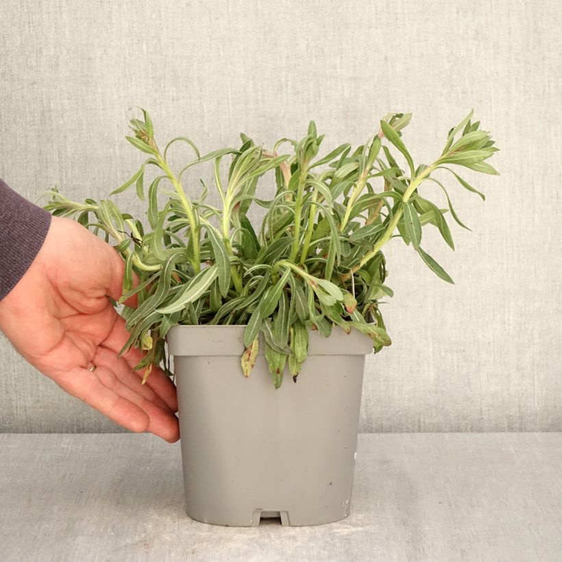 Gaura lindheimeri Summer Breeze 2L/3L pot sample as delivered in spring