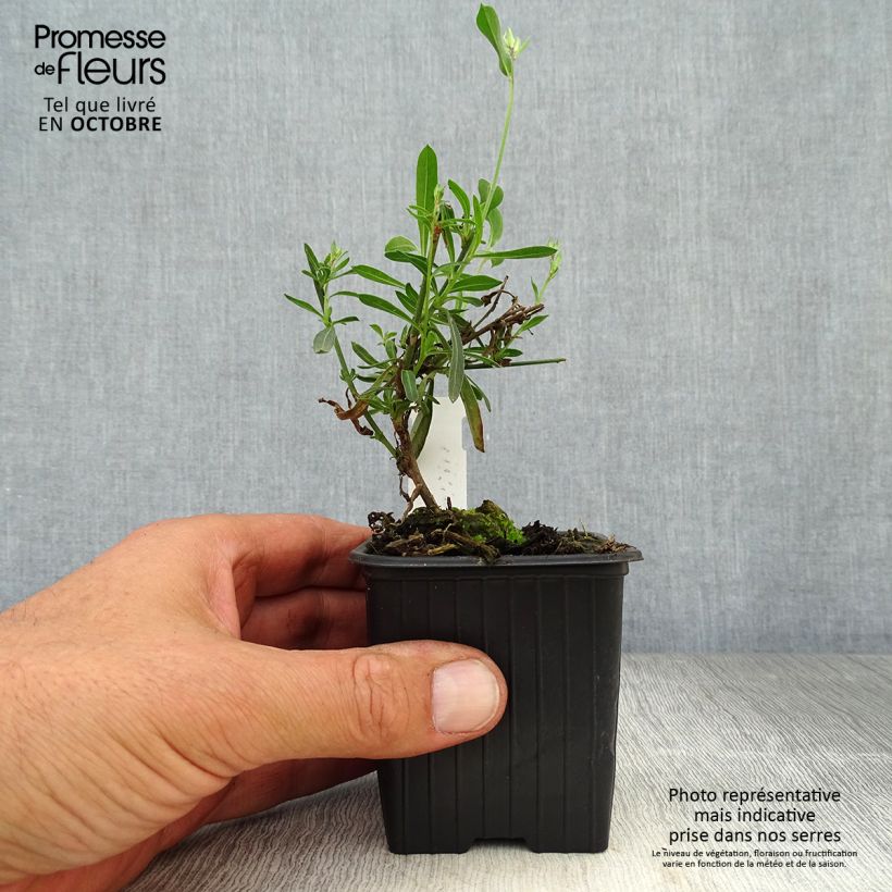 Gaura lindheimeri Whirling Butterflies 8/9 cm pot sample as delivered in autumn