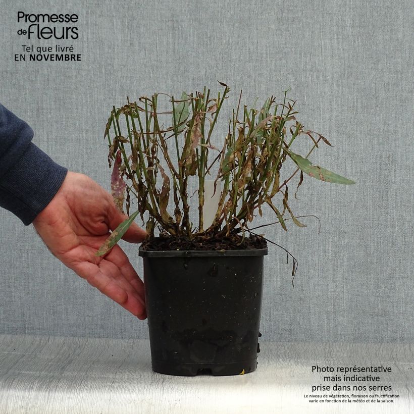 Gaura lindheimeri Whirling Butterflies 2L/3L pot sample as delivered in autumn