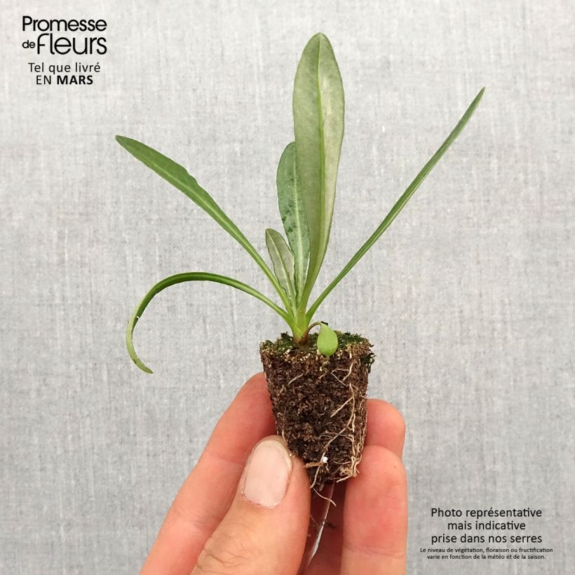 Gazania rigens Big Kiss Yellow Flame Plug plants 3.8 x 3.2cm - Tray of 16 sample as delivered in spring