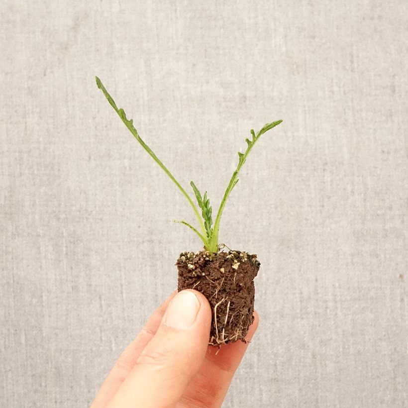 Gazania rigens Big Kiss Yellow Flame Plug plants 3.8 x 3.2cm - Tray of 16 sample as delivered in spring