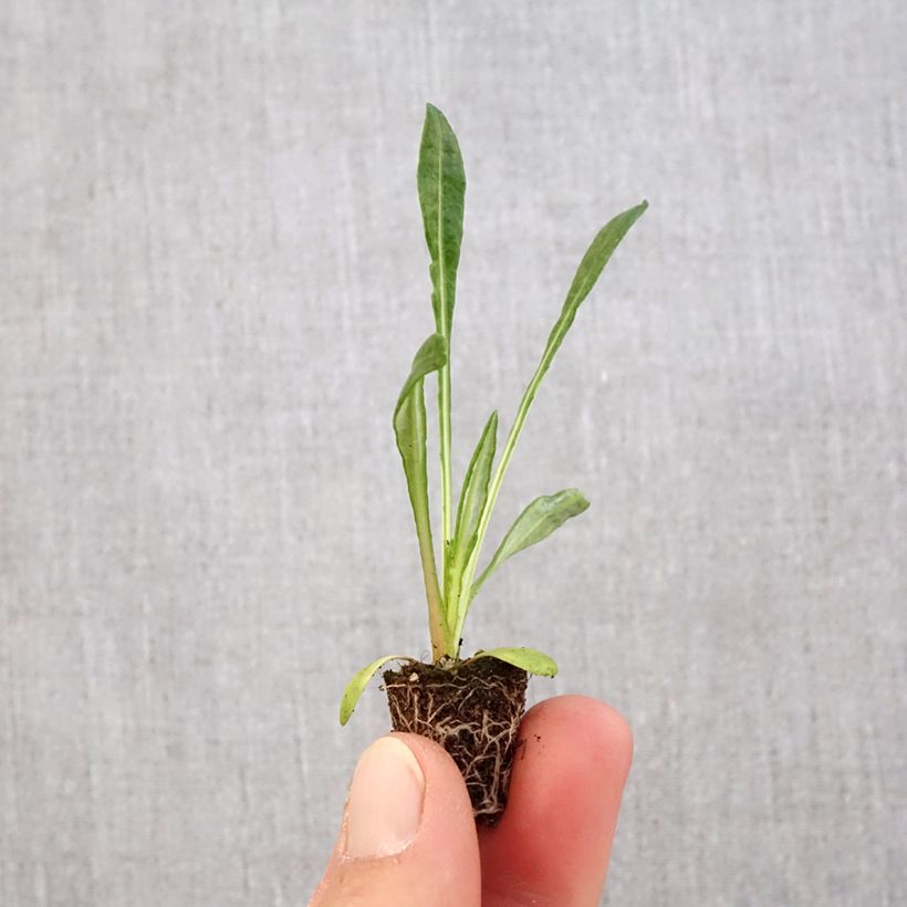 Gazania New Day White Plug plant 3/4cm sample as delivered in spring