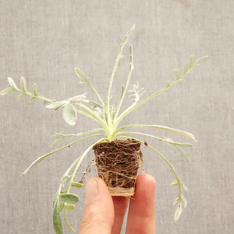 Gazania Sun Stoper orange Seeds Plug plant 3/4cm sample as delivered in spring