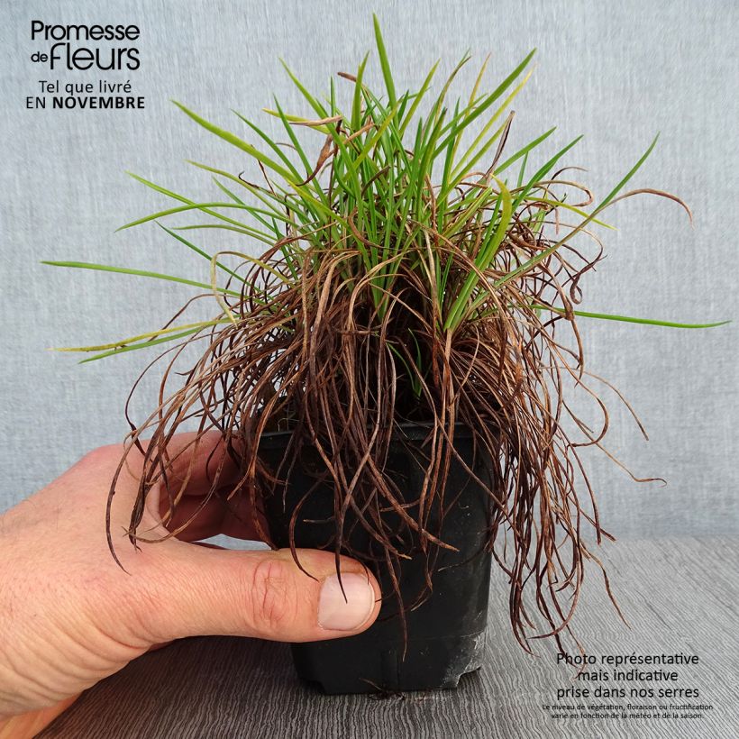 Armeria hybrida Ornament - Sea Thrift 8/9 cm pot sample as delivered in autumn