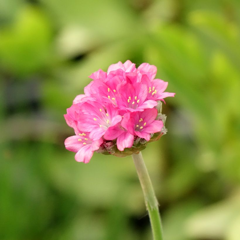 Armeria hybrida Ornament - Sea Thrift (Flowering)