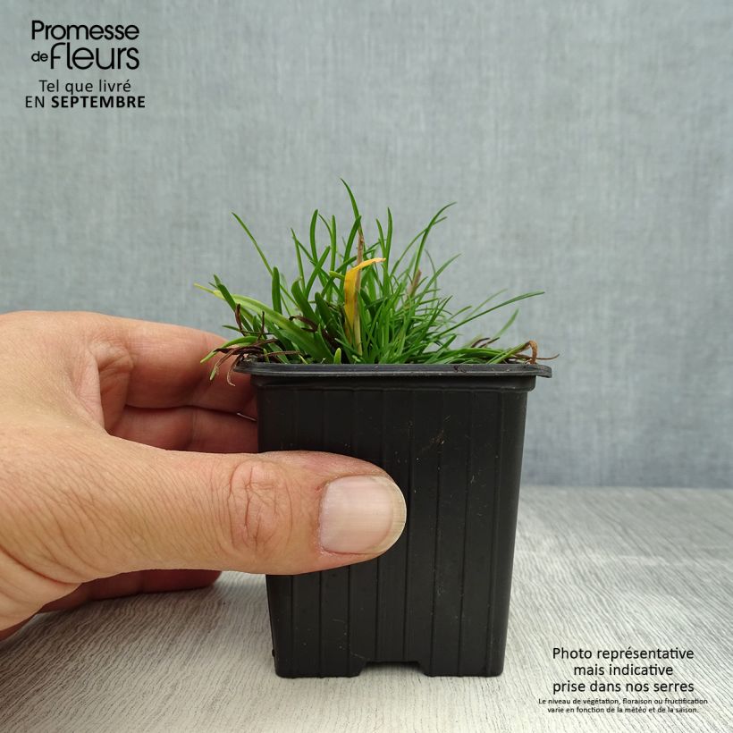 Armeria maritima Düsseldorfer Stolz - Sea Thrift 8/9 cm pot sample as delivered in autumn