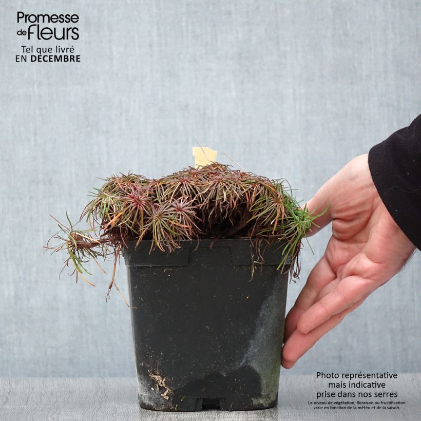 Armeria maritima splendens - Sea Thrift 2L/3L pot sample as delivered in autumn