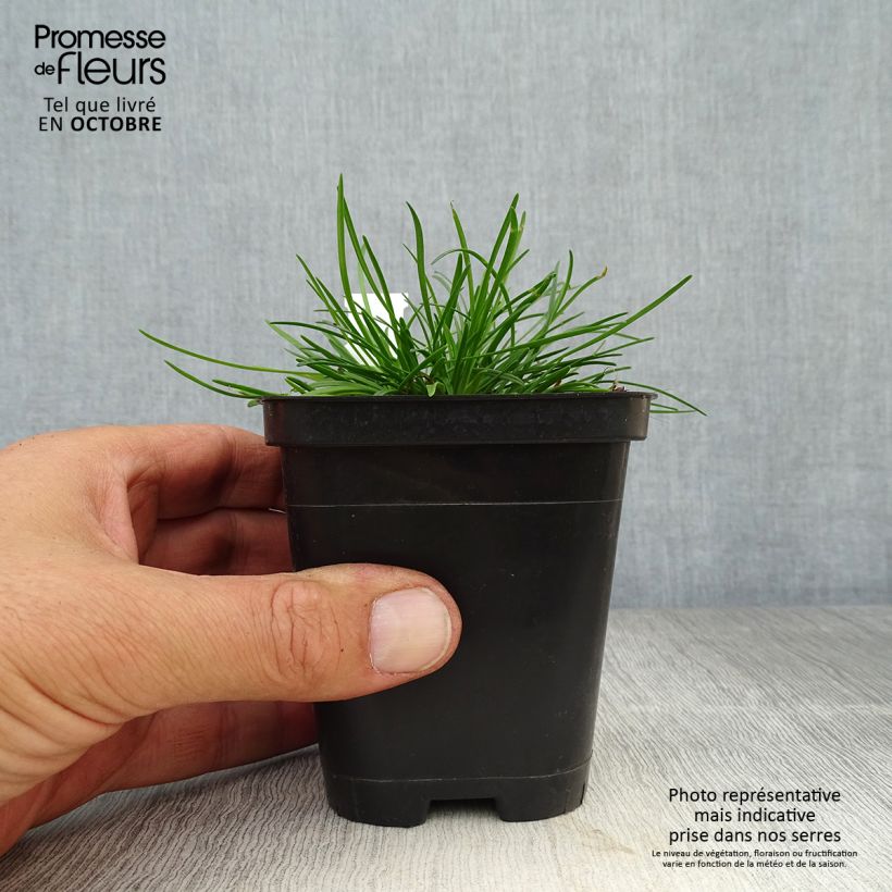 Armeria maritima Alba - Sea Thrift 8/9 cm pot sample as delivered in autumn