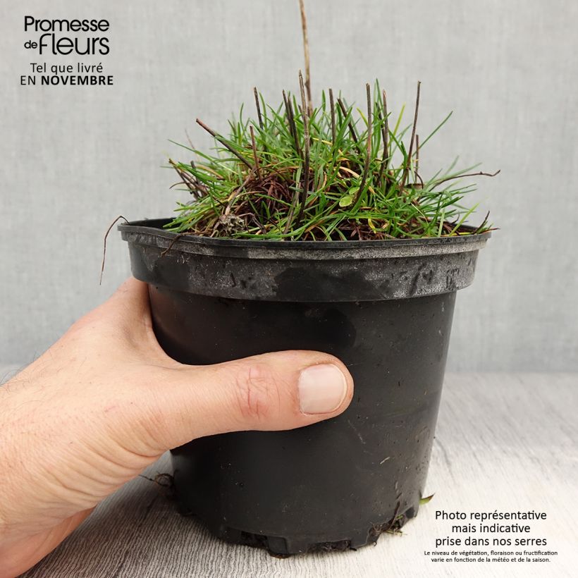 Armeria maritima Alba - Sea Thrift 2L/3L pot sample as delivered in autumn