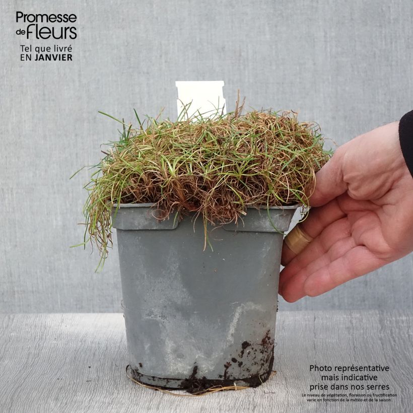 Armeria maritima Alba - Sea Thrift 2L/3L pot sample as delivered in winter