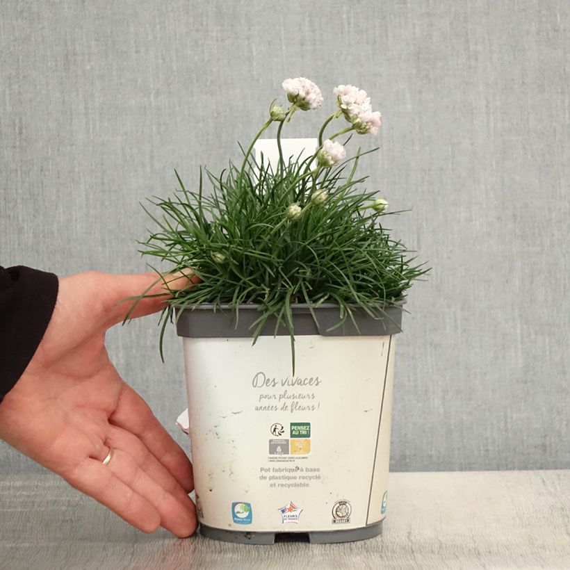 Armeria maritima Alba - Sea Thrift 2L/3L pot sample as delivered in spring
