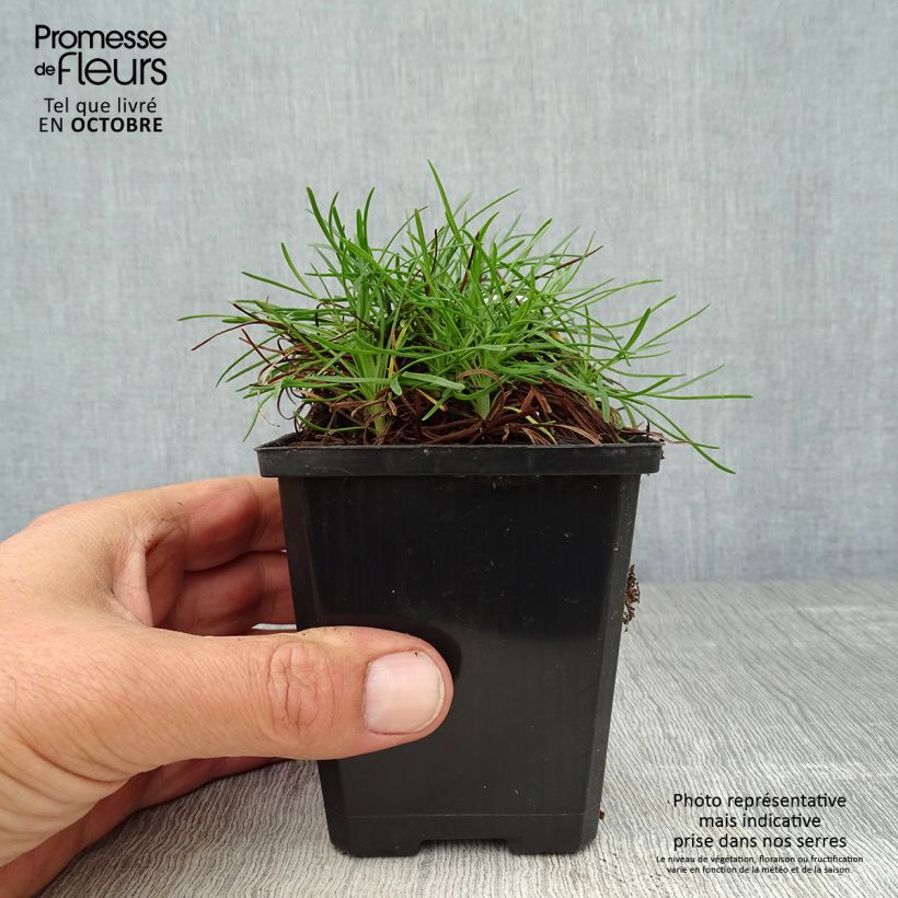 Armeria maritima Vesuvius - Sea Thrift 8/9 cm pot sample as delivered in autumn