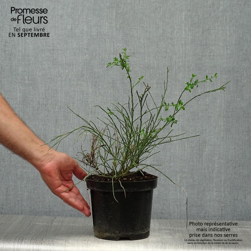 Cytisus scoparius Burkwoodii 2L/3L pot sample as delivered in autumn