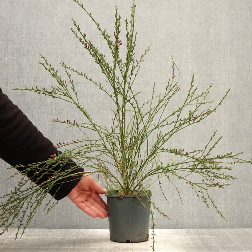 Cytisus scoparius Burkwoodii 2L/3L pot sample as delivered in spring