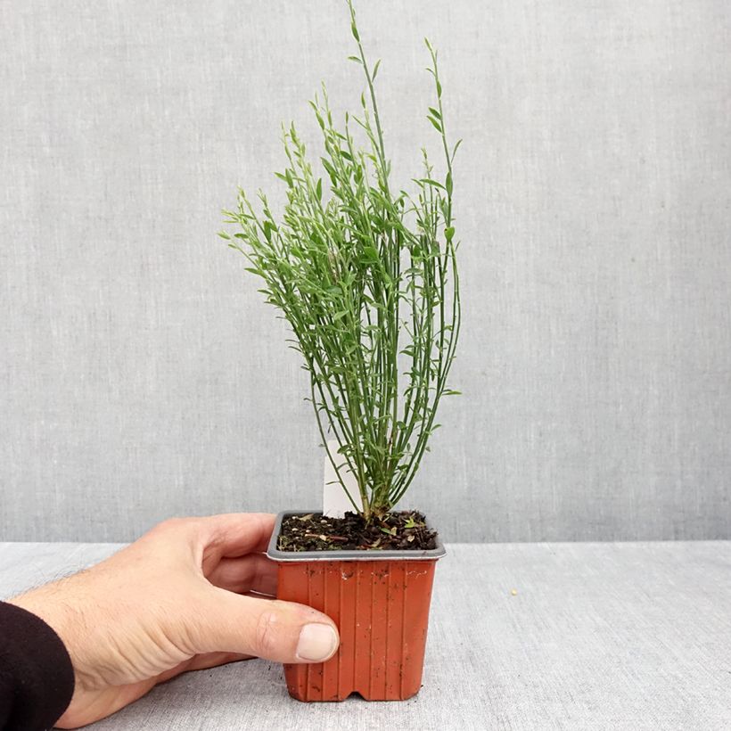 Cytisus scoparius Goldfinch 8/9 cm pot sample as delivered in autumn