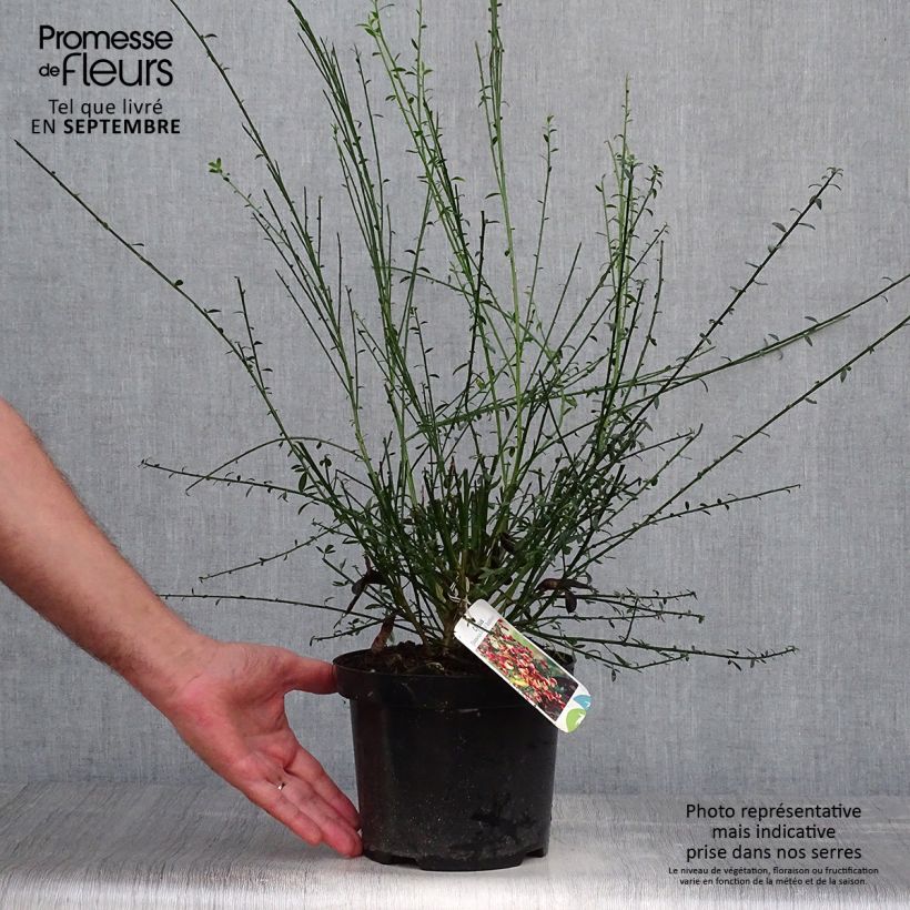 Cytisus scoparius Goldfinch 2L/3L pot sample as delivered in autumn