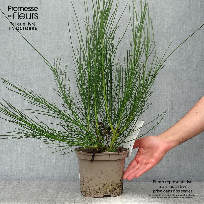 Cytisus scoparius Cytisus Lena 2L/3L pot sample as delivered in autumn