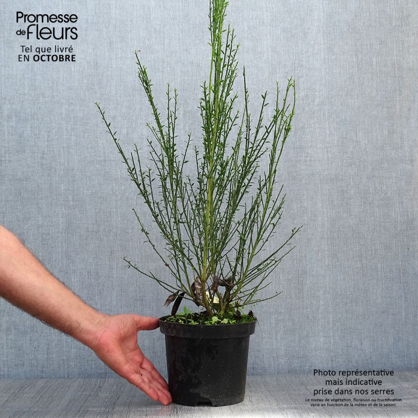 Cytisus scoparius Luna 2L/3L pot sample as delivered in autumn