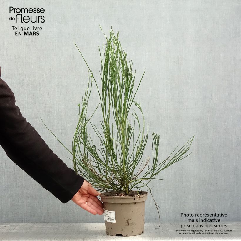 Cytisus scoparius Vanesse 2L/3L pot sample as delivered in spring