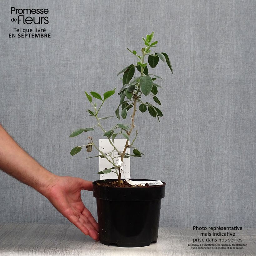 Cytisus battandieri 3L/4L pot sample as delivered in autumn