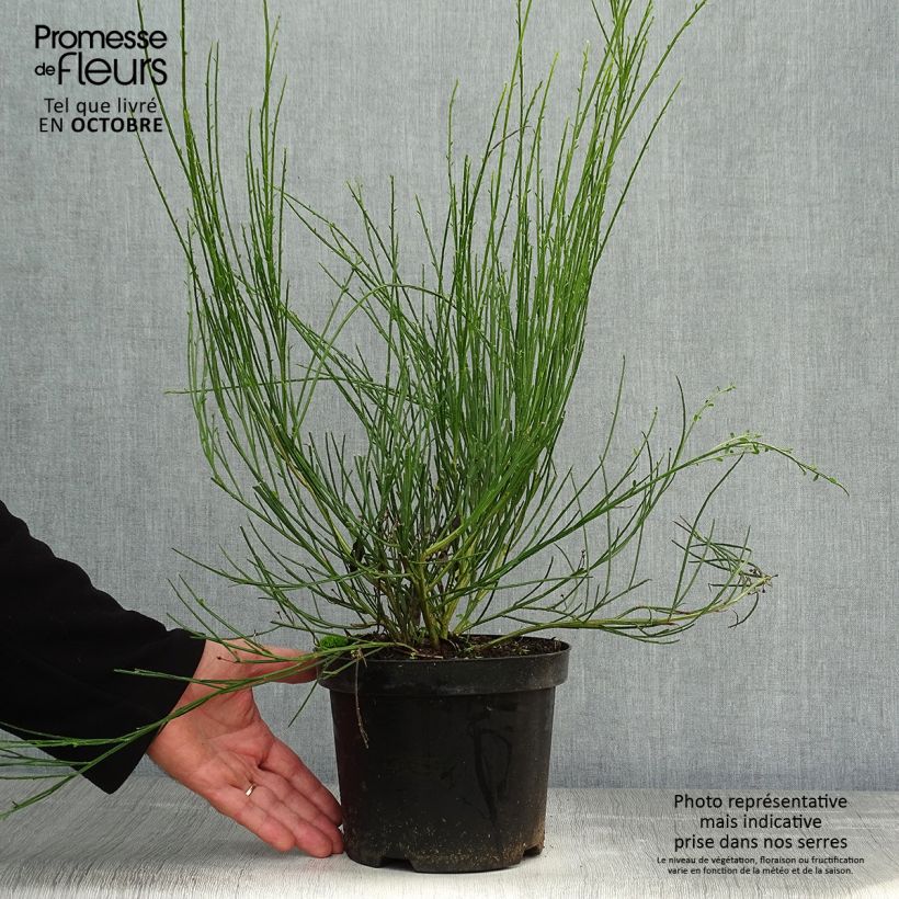 Cytisus scoparius Golden Sunlight 2L/3L pot sample as delivered in autumn