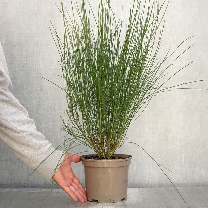 Cytisus praecox Hollandia 2L/3L pot sample as delivered in autumn