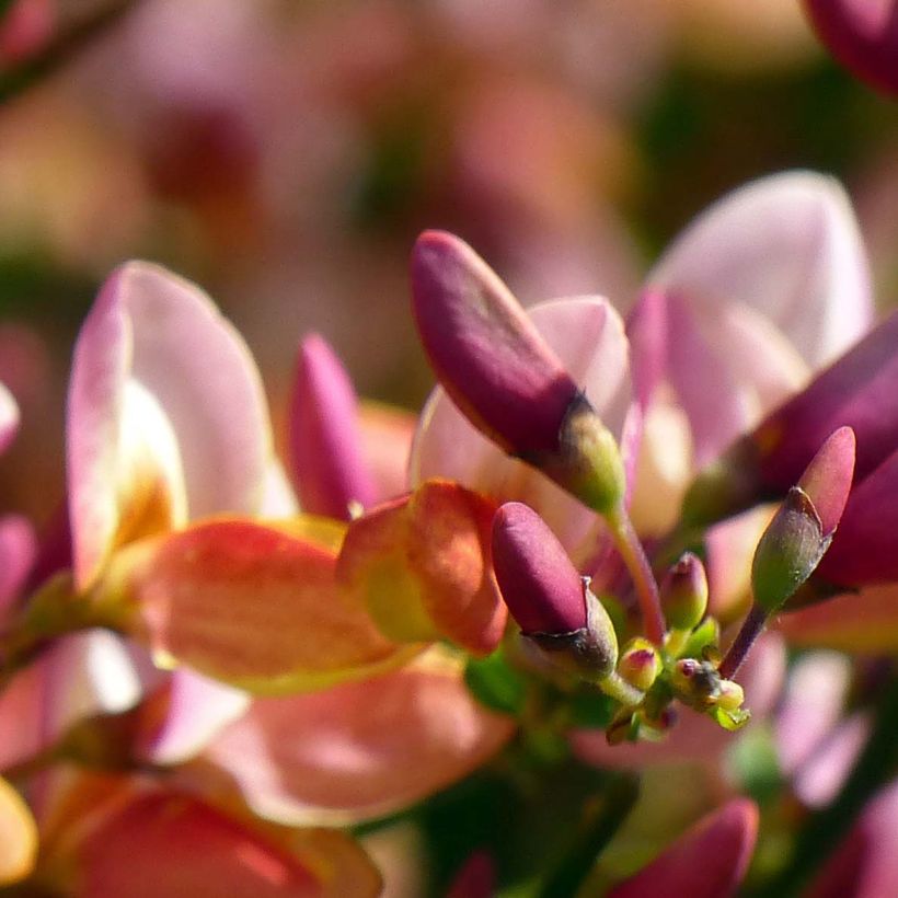 Cytisus procumbens Zeelandia (Flowering)
