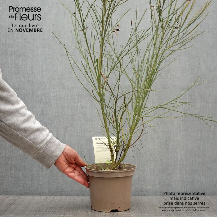 Cytisus scoparius Palette 2L/3L pot sample as delivered in autumn