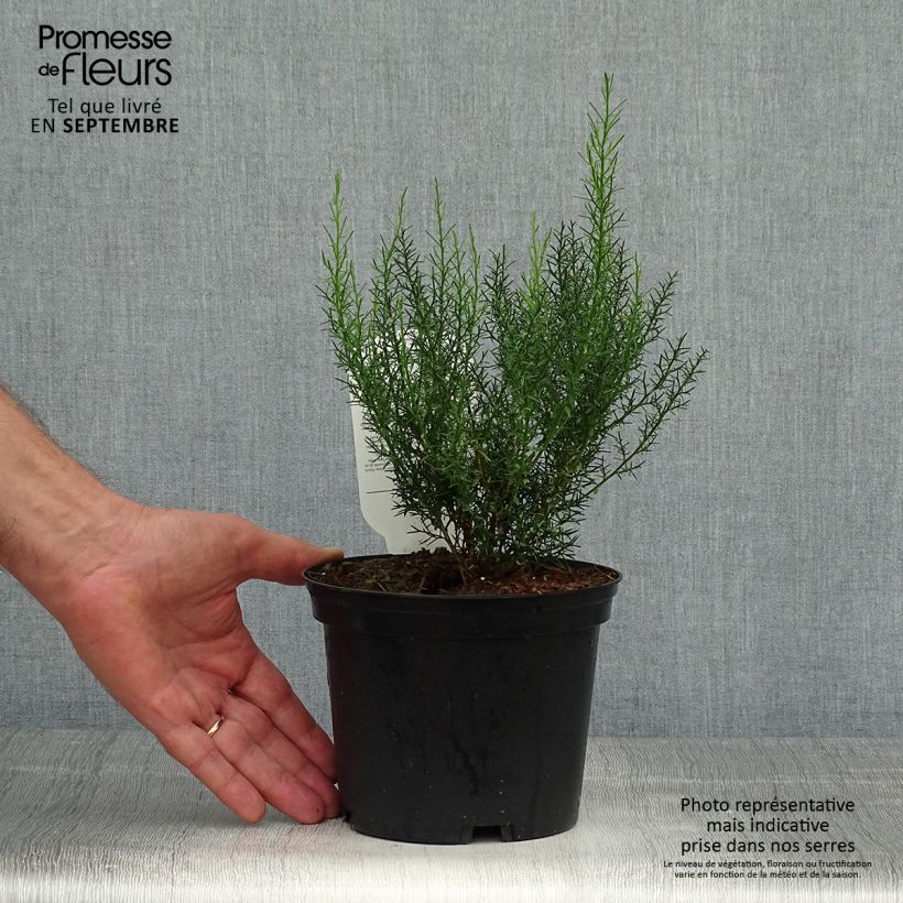 Genista hispanica 2L/3L pot sample as delivered in autumn