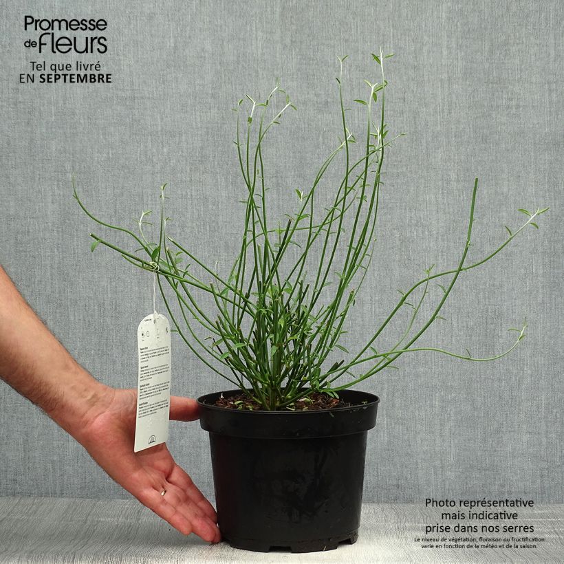 Spartium junceum 2L/3L pot sample as delivered in autumn