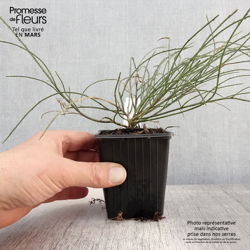 Genista lydia 8/9 cm pot sample as delivered in spring