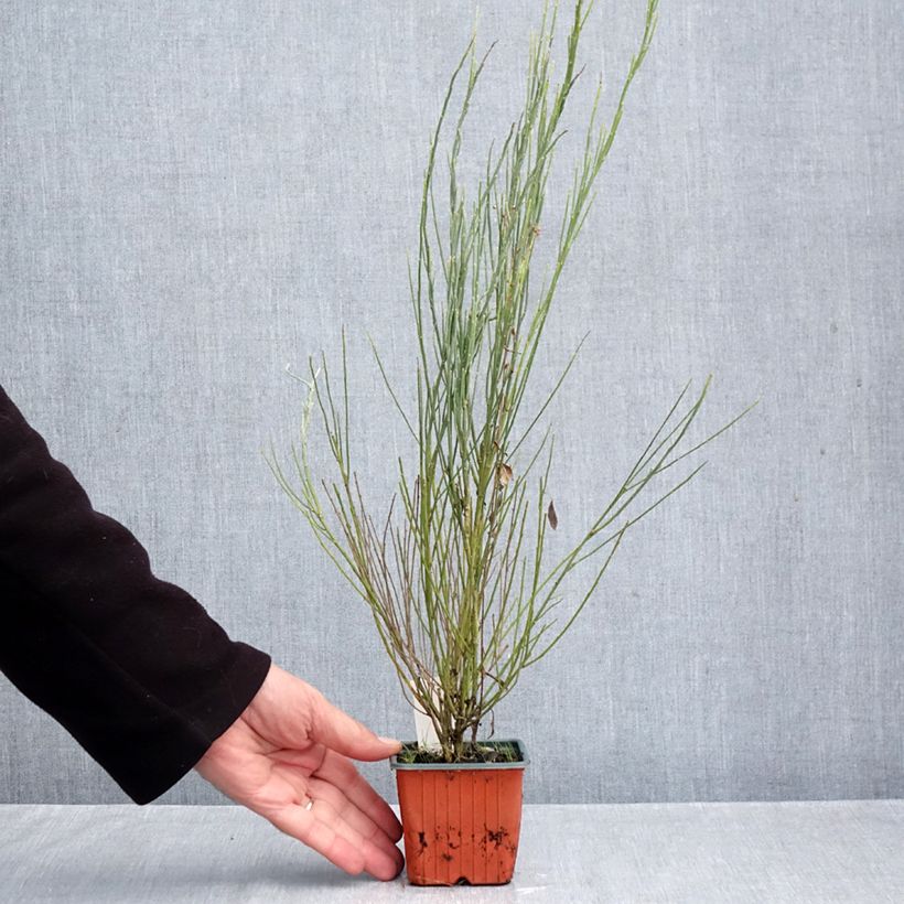 Cytisus praecox Allgold 8/9 cm pot sample as delivered in autumn