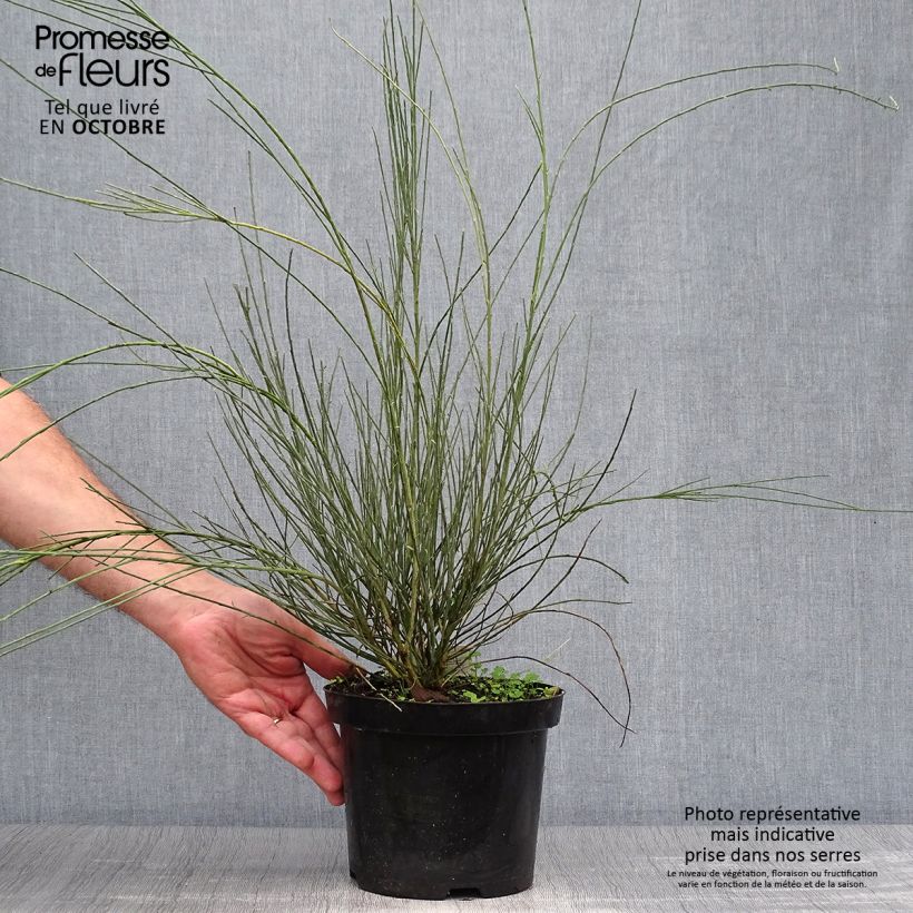Cytisus praecox Allgold 2L/3L pot sample as delivered in autumn