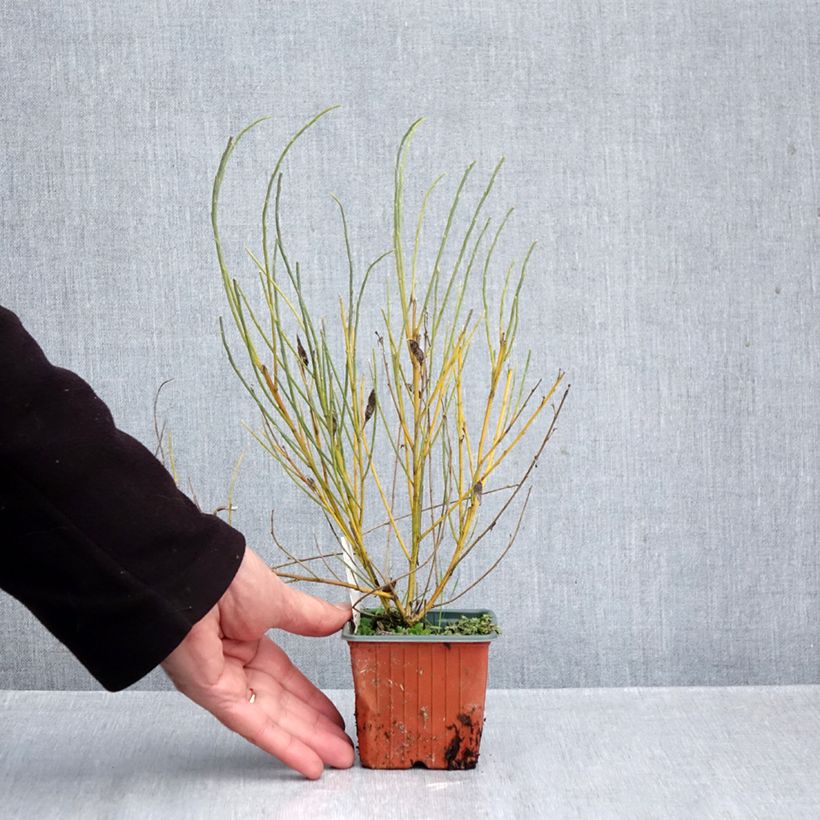 Cytisus praecox 8/9 cm pot sample as delivered in autumn