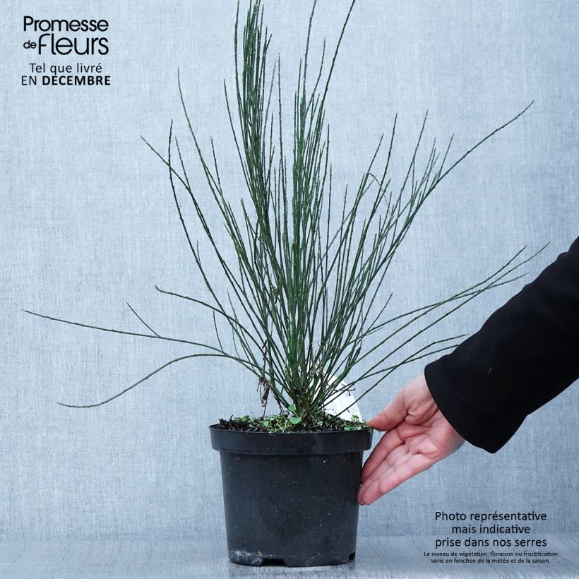 Cytisus praecox 2L/3L pot sample as delivered in autumn