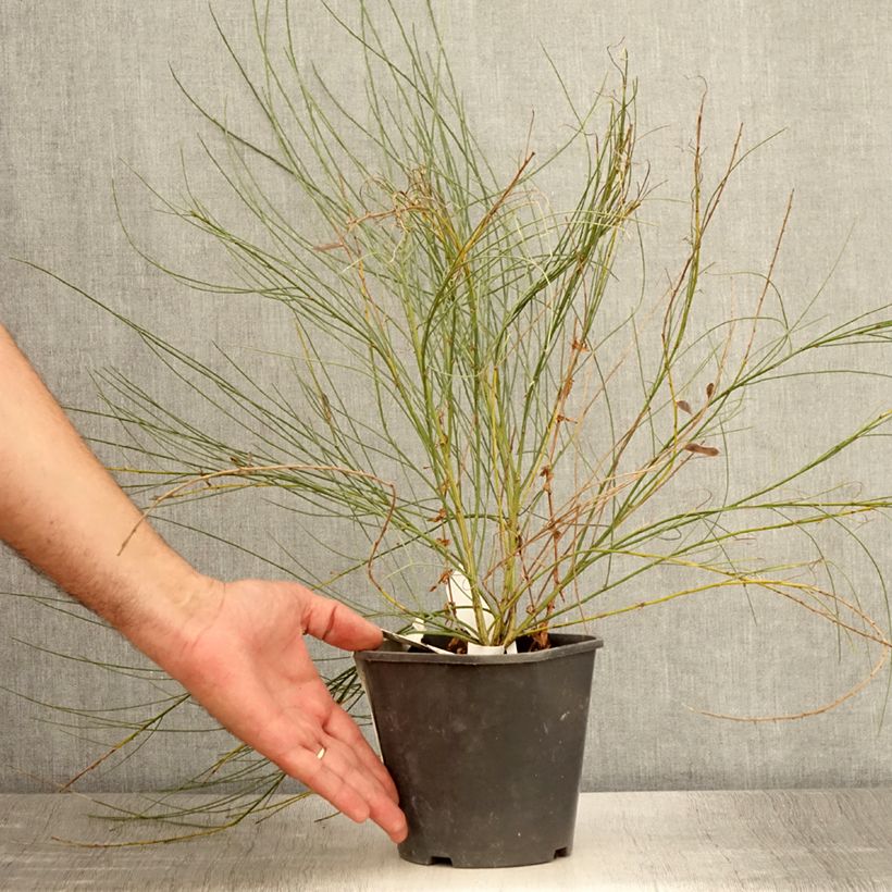 Cytisus praecox 2L/3L pot sample as delivered in summer