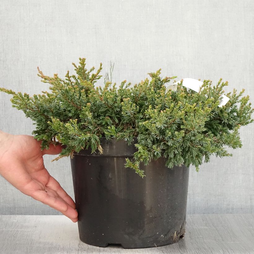 Juniperus communis Goldschatz 7.5L/10L pot sample as delivered in spring