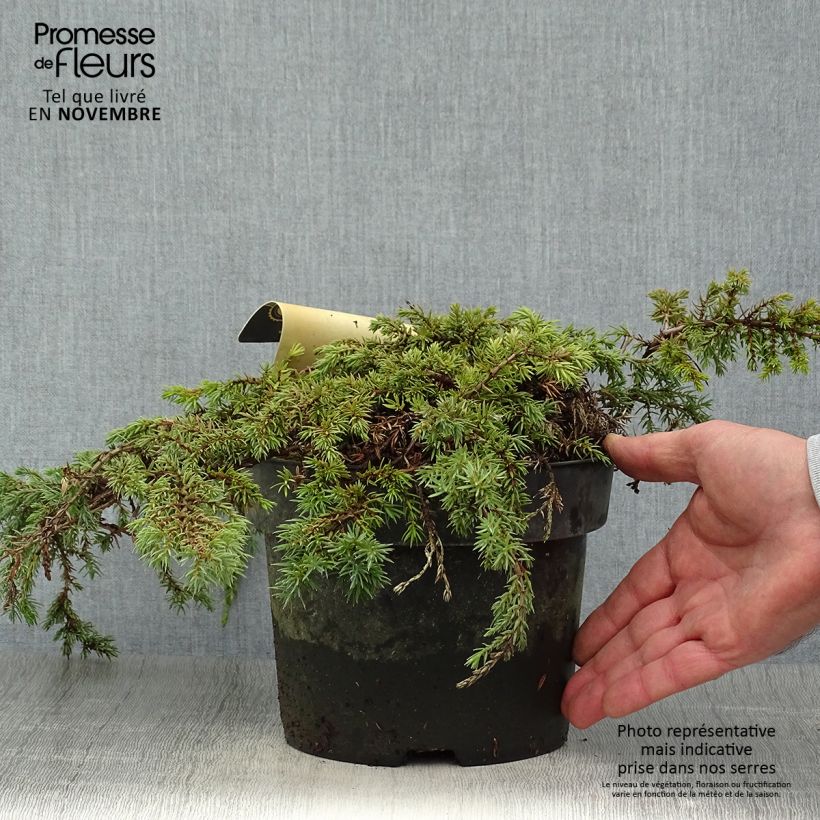 Common Juniper - Juniperus communis Green Carpet 2L/3L pot sample as delivered in autumn