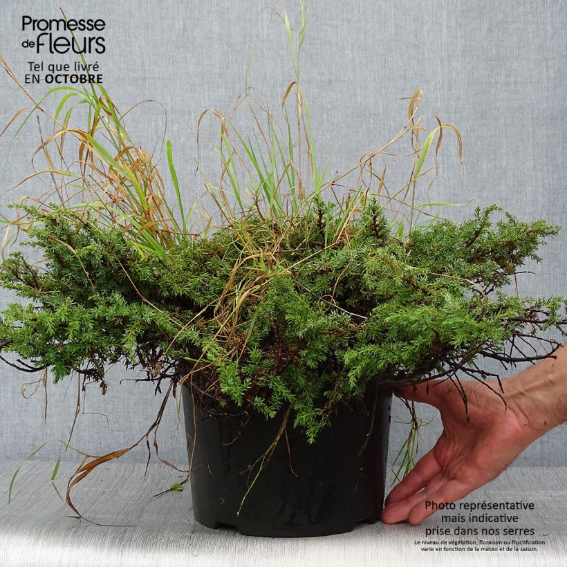 Common Juniper - Juniperus communis Green Carpet 7.5L/10L pot sample as delivered in autumn