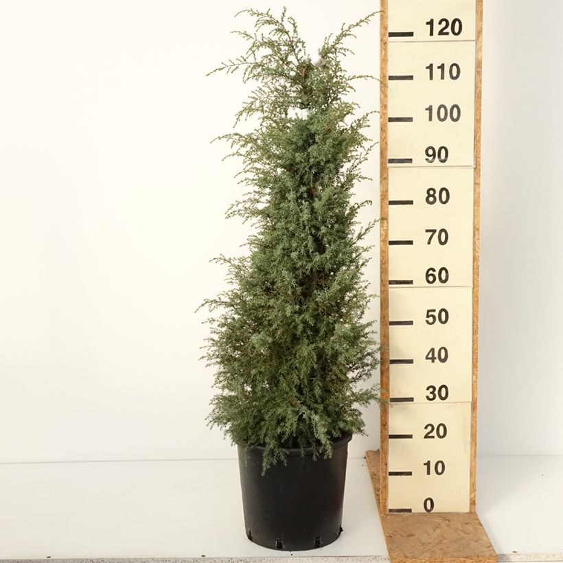 Juniperus communis Pyramidalis 7.5L/10L pot sample as delivered in autumn