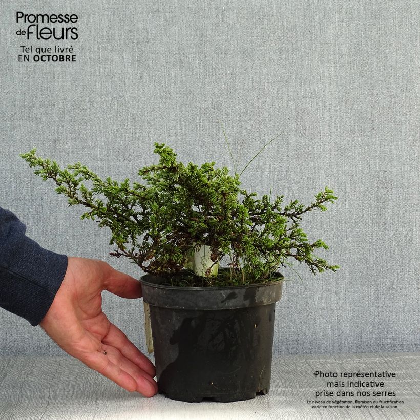 Juniperus communis Repanda 2L/3L pot sample as delivered in autumn