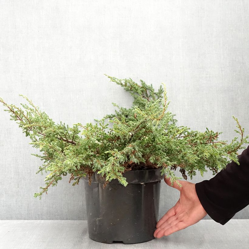 Juniperus communis Repanda 7.5L/10L pot sample as delivered in autumn