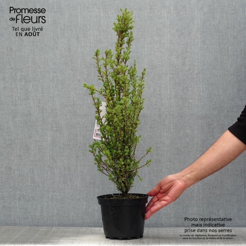 Juniperus communis Sentinel 3L/4L pot sample as delivered in summer
