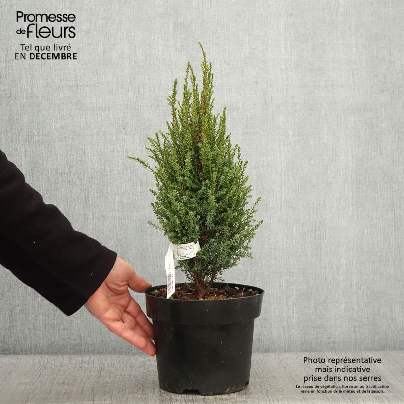 Juniperus communis Compressa 2L/3L pot sample as delivered in autumn