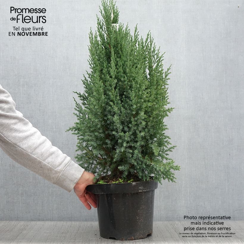 Juniperus chinensis Stricta 7.5L/10L pot sample as delivered in autumn