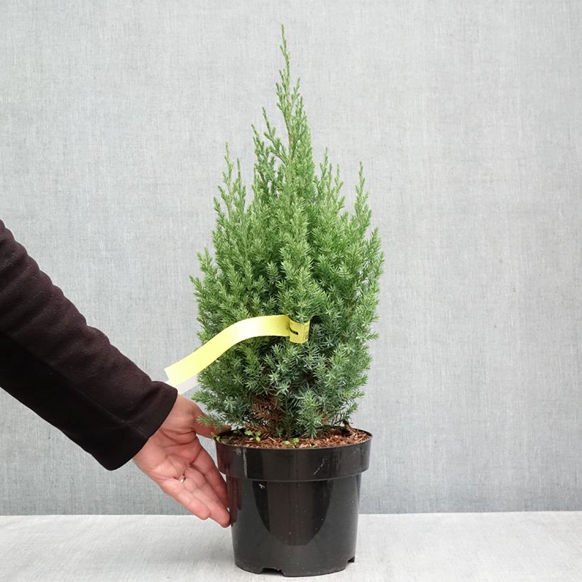 Juniperus chinensis Stricta 2L/3L pot sample as delivered in autumn