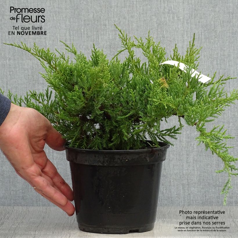 Juniperus pfitzeriana Compacta 2L/3L pot sample as delivered in autumn