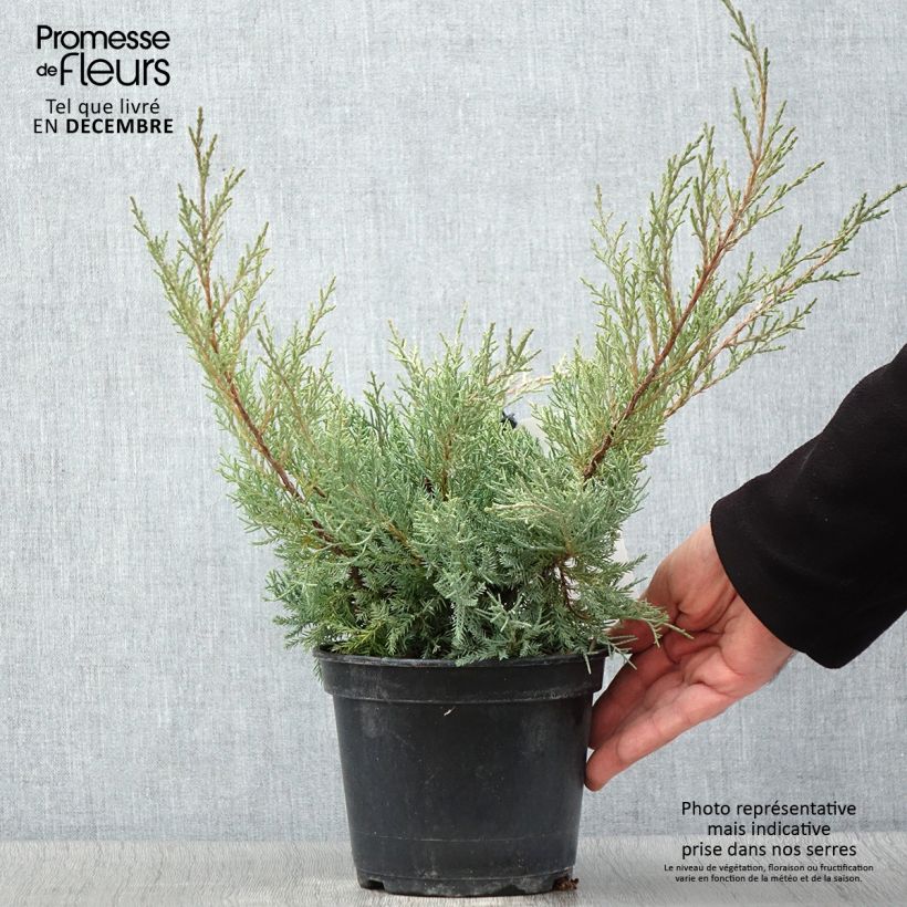 Juniperus Pfitzeriana Glauca 2L/3L pot sample as delivered in autumn