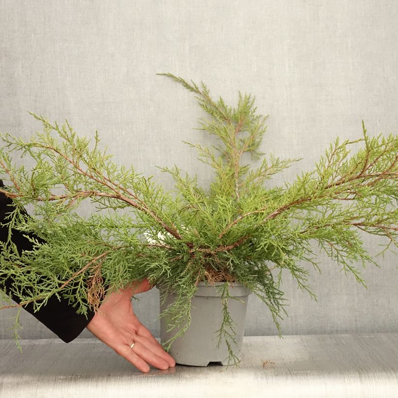 Juniperus pfitzeriana 2L/3L pot sample as delivered in autumn